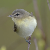 Philadelphia Vireo